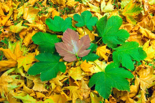 円の緑の葉 — ストック写真