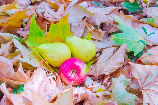 Päron och äpple på bladverk — Stockfoto