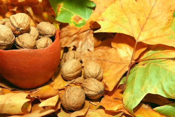 Nuts in ceramic pot — Stock Photo, Image