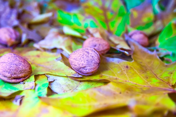 Орехи на листве — стоковое фото