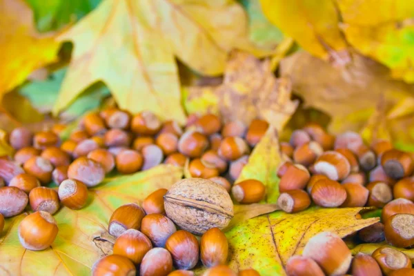 One nut among hazelnuts — Stock Photo, Image
