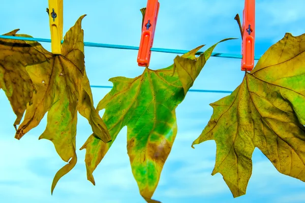 Autumn leaves attached for drying — Stock Photo, Image