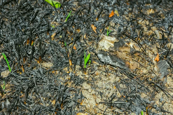 Young plant growe from ash after fire — Stock Photo, Image