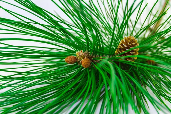 Evergreens — Stock Photo, Image