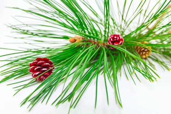 Evergreens — Stock Photo, Image