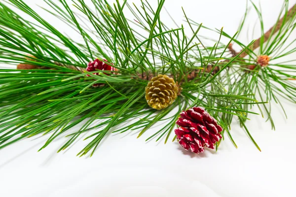 Evergreens — Stock Photo, Image