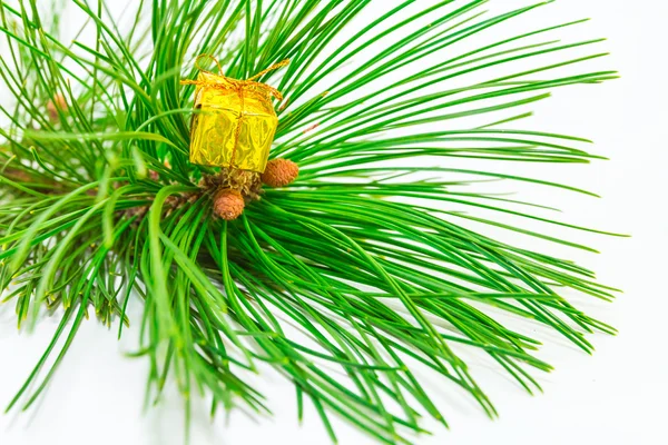 Evergreens — Stock Photo, Image