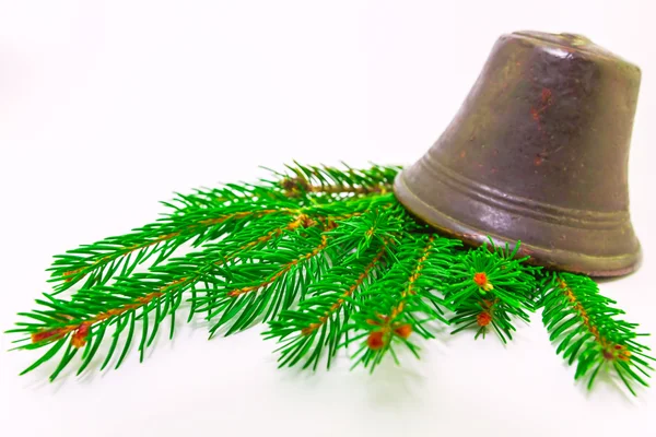 Christmas evergreens — Stock Photo, Image