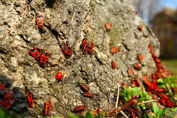 Червоні жуки на весняному сонці — стокове фото