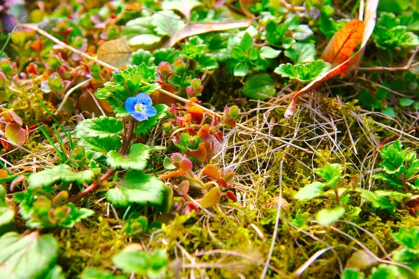 Μικρό μπλε λουλούδι — Φωτογραφία Αρχείου