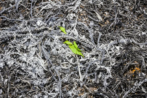 Young plant growe from ash after fire — Stock Photo © roman023 #12042788