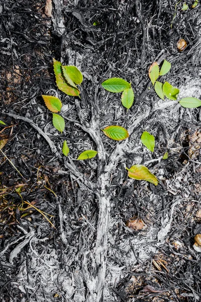 After fire — Stock Photo, Image