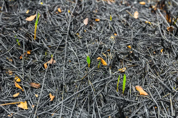 Piante giovani che mettono radici sulla cenere — Foto Stock