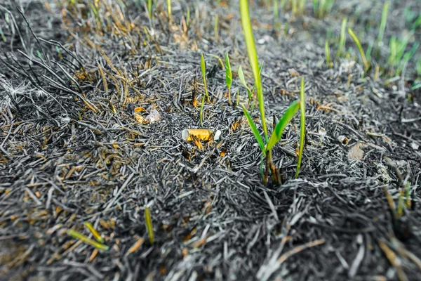 Piante giovani che mettono radici sulla cenere — Foto Stock