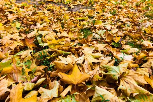 Hojas de otoño — Foto de Stock