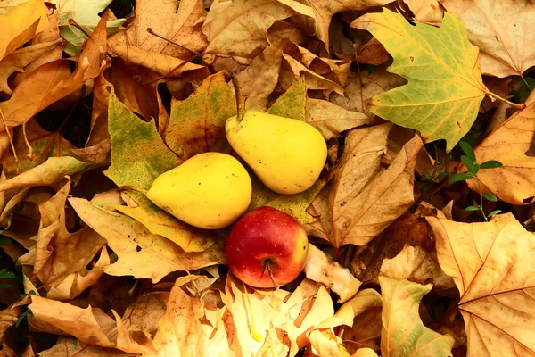 On autumn leaves — Stock Photo, Image