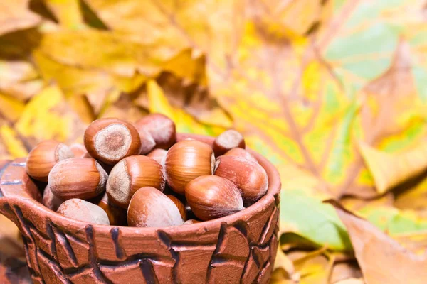 Hazelnuts in autumn — Stock Photo, Image