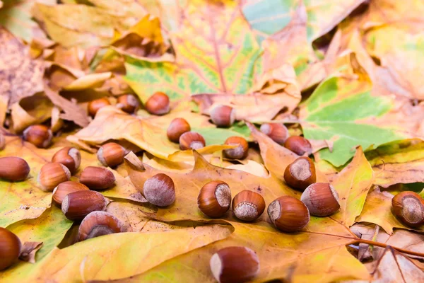 秋の地面 — ストック写真