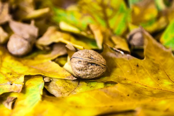 Terreno de outono — Fotografia de Stock