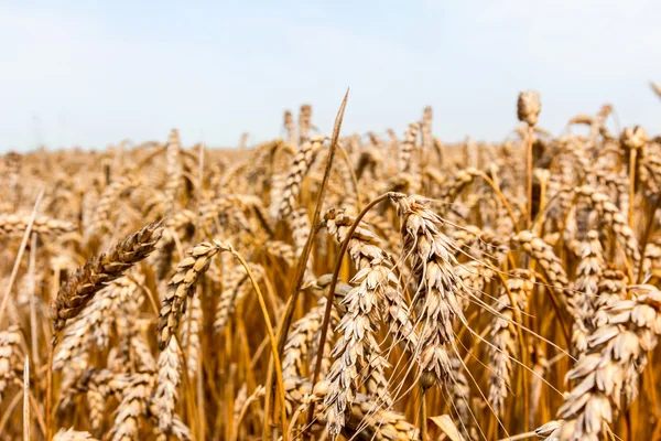 Pole pšenice. — Stock fotografie