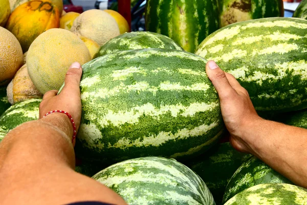 Taking melons — Stock Photo, Image