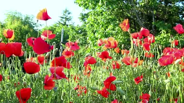 Campo de amapolas en rayos sol — Vídeo de stock