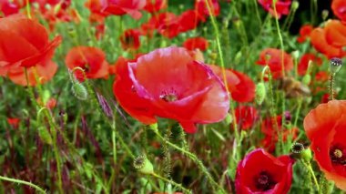 Bahar çiçekkwitnące wiosną