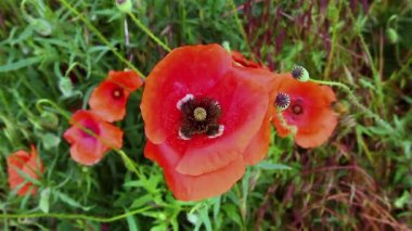 Bahar çiçekkwitnące wiosną