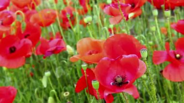 Gelincik tarlası güneş altında