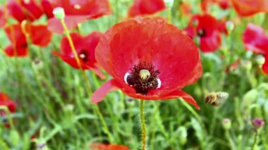 Bahar çiçekkwitnące wiosną