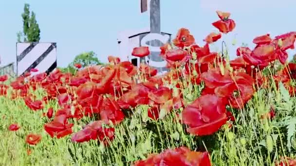 Campo de papoilas em raios de sol — Vídeo de Stock