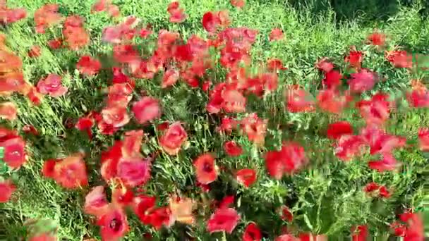 Poppies field in rays sun — Stock Video