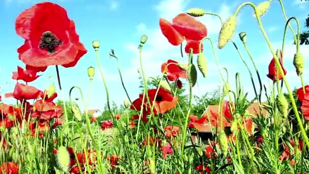 Campo de amapolas en rayos sol — Vídeo de stock