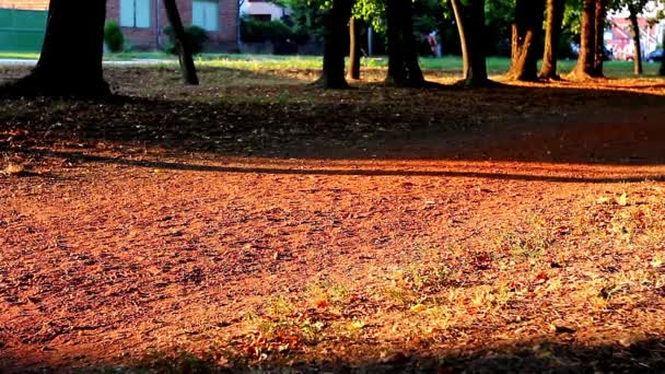 Människor joggar i parken — Stockvideo