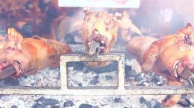 tükürük üstünde hayvan