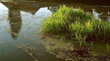bitki üzerinde taşıyan nehir akar
