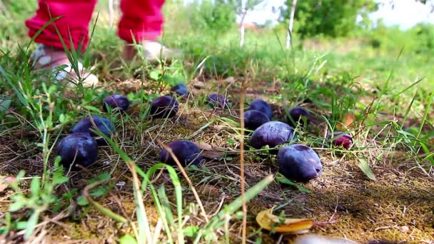 Picking plums — Stock Video