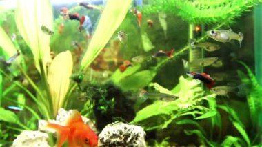 renkli sualtı dünyası