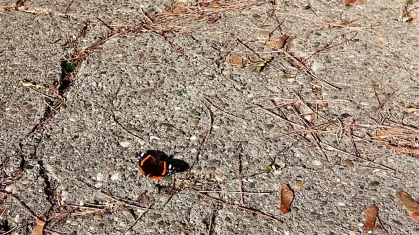 Vlinder vliegt weg uit de grond — Stockvideo