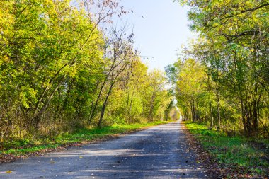 yola düşme ormanı.