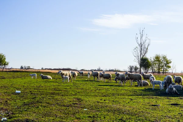 Sheep's Herd — Stock Photo, Image