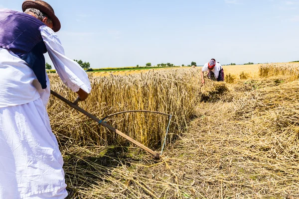 Landwirt mäht Weizen — Stockfoto