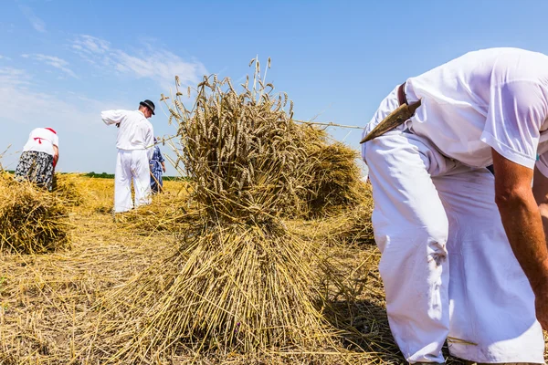 Agricultor recolhe trigo — Fotografia de Stock