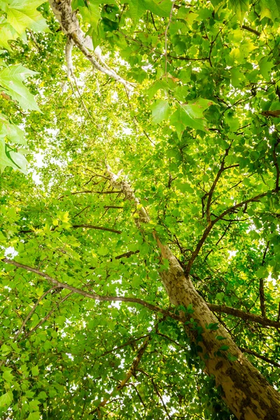 Árbol desde abajo — Foto de Stock