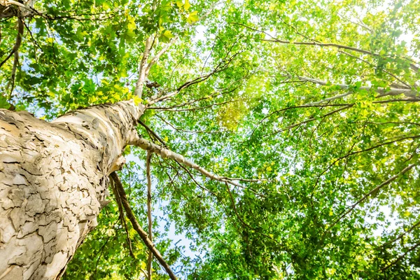 Árbol desde abajo — Foto de Stock