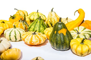 Renkli balkabakları