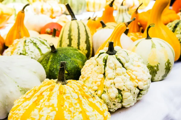 Calabazas — Foto de Stock