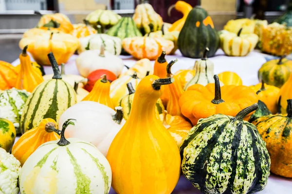 Colorful pumpkins — Stock Photo, Image