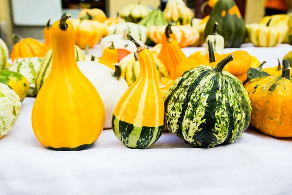 Colorful pumpkins — Stock Photo, Image