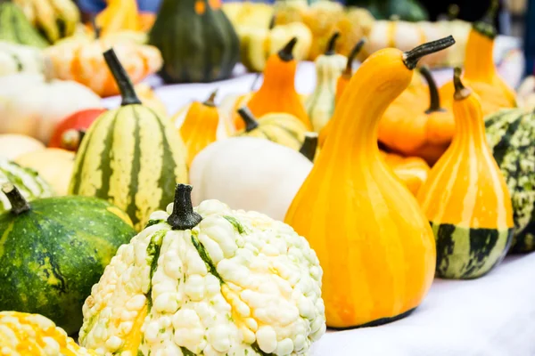 Colorful pumpkins — Stock Photo, Image